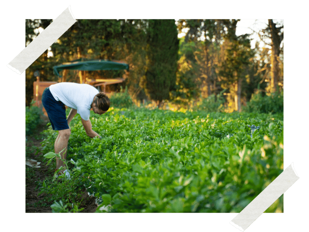 Culture de salades locales plein champs